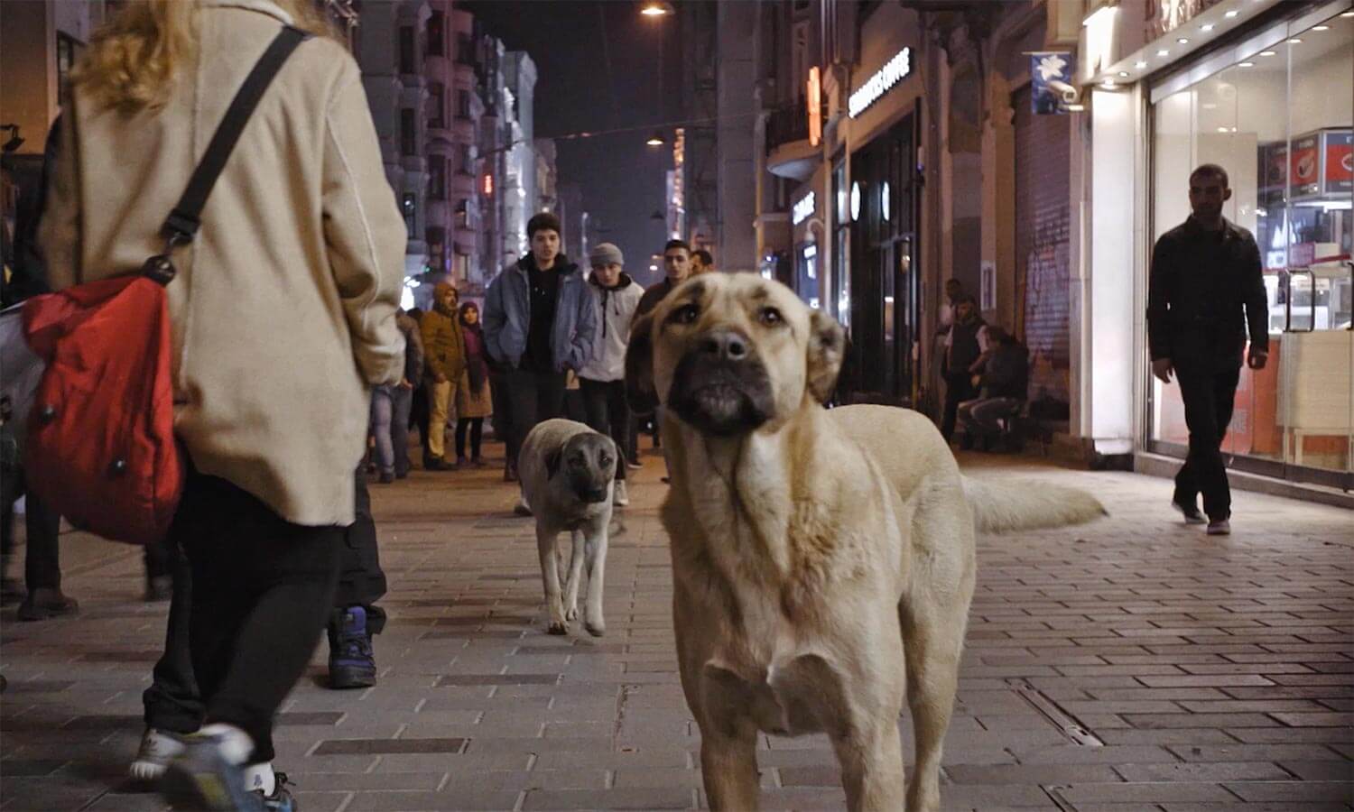 stray-documentary-movie-dog-2020