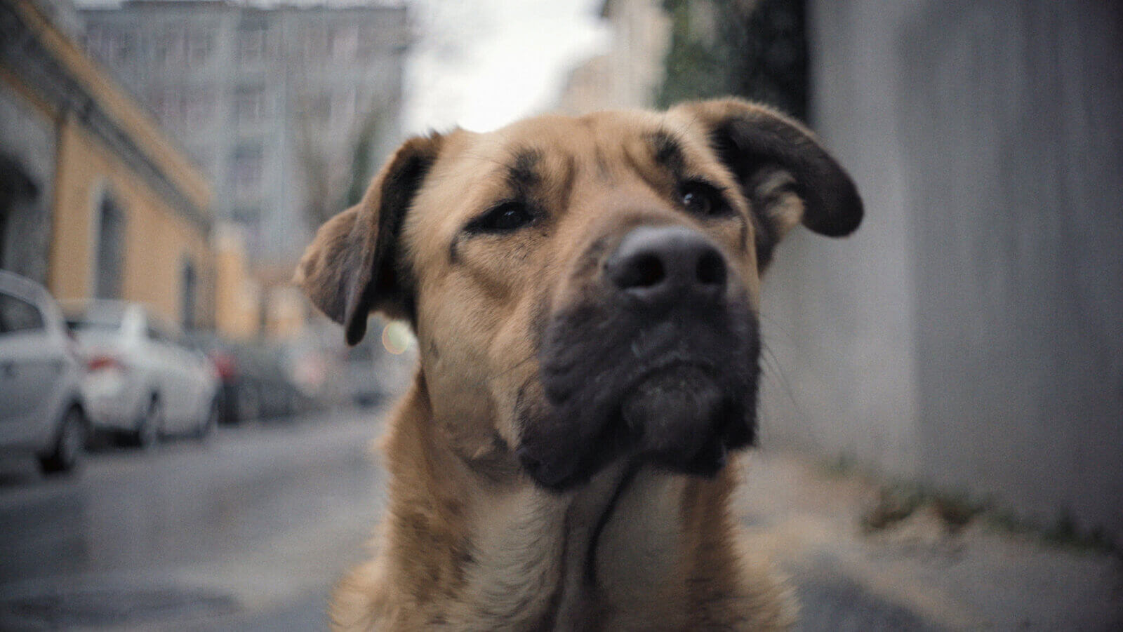 stray-documentary-movie-dog-2020